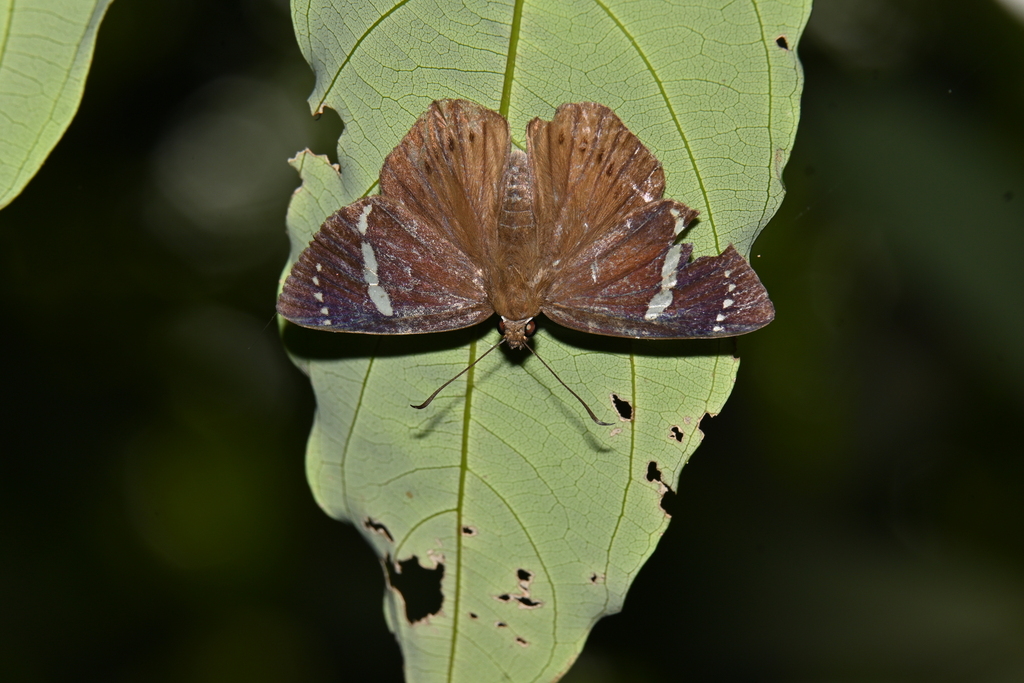 Capila lineata