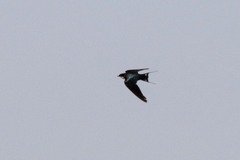 Hirundo smithii