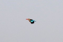 Halcyon leucocephala