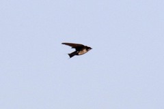 Hirundo smithii