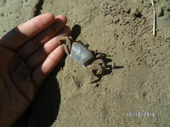 Uca monilifera