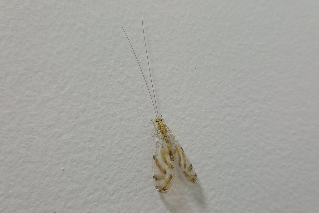 Nuvol umbrosus