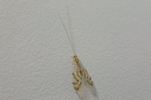 Nuvol umbrosus