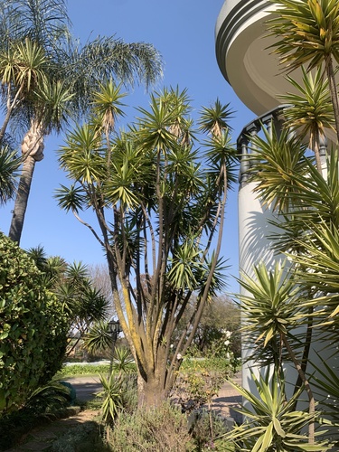 Another photo of Yucca