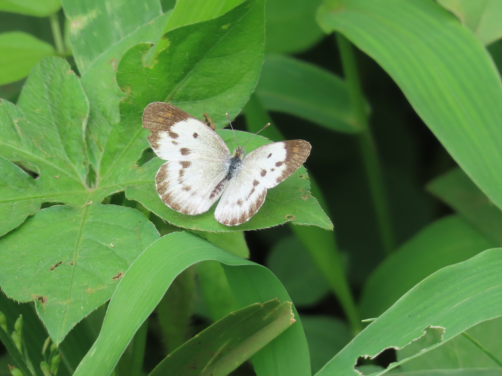 Little Orange-Tip