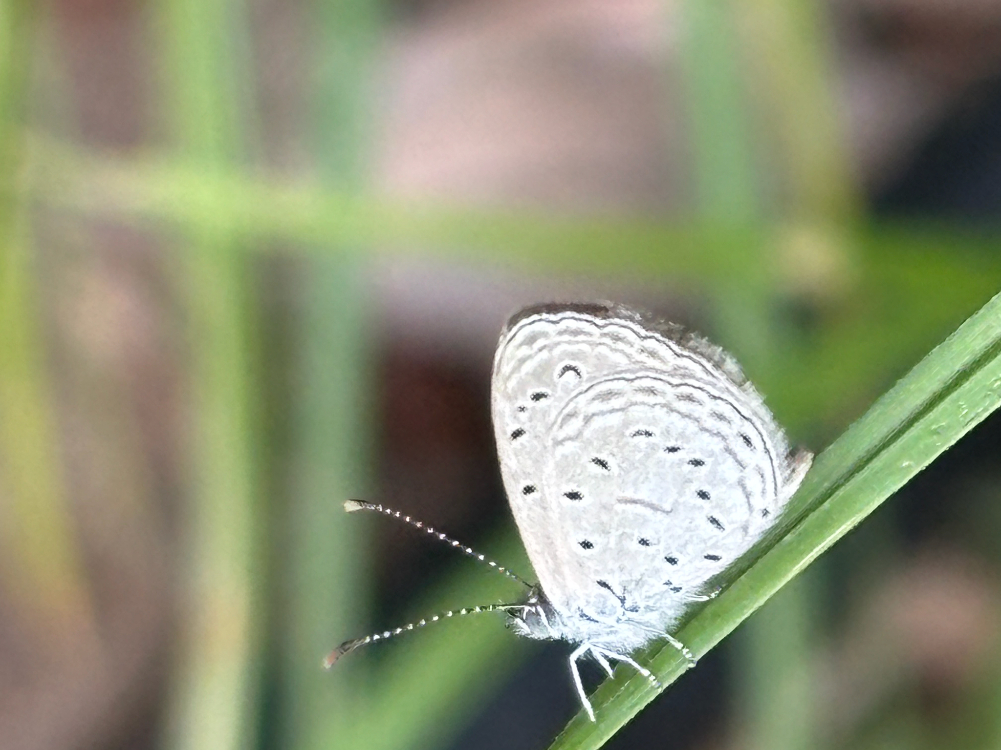 Tiny Grass Blue