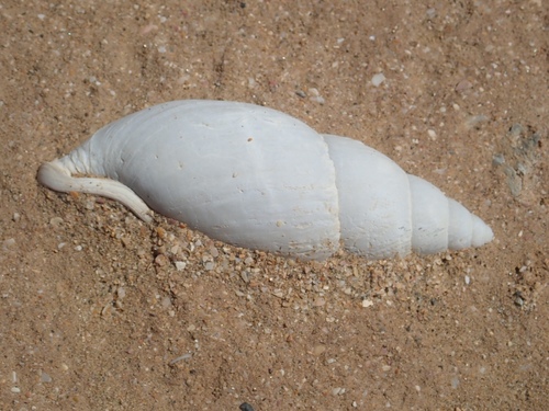 Placostylus ambagiosus ambagiosus, 2019-09-28
