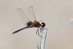 Macrodiplax balteata