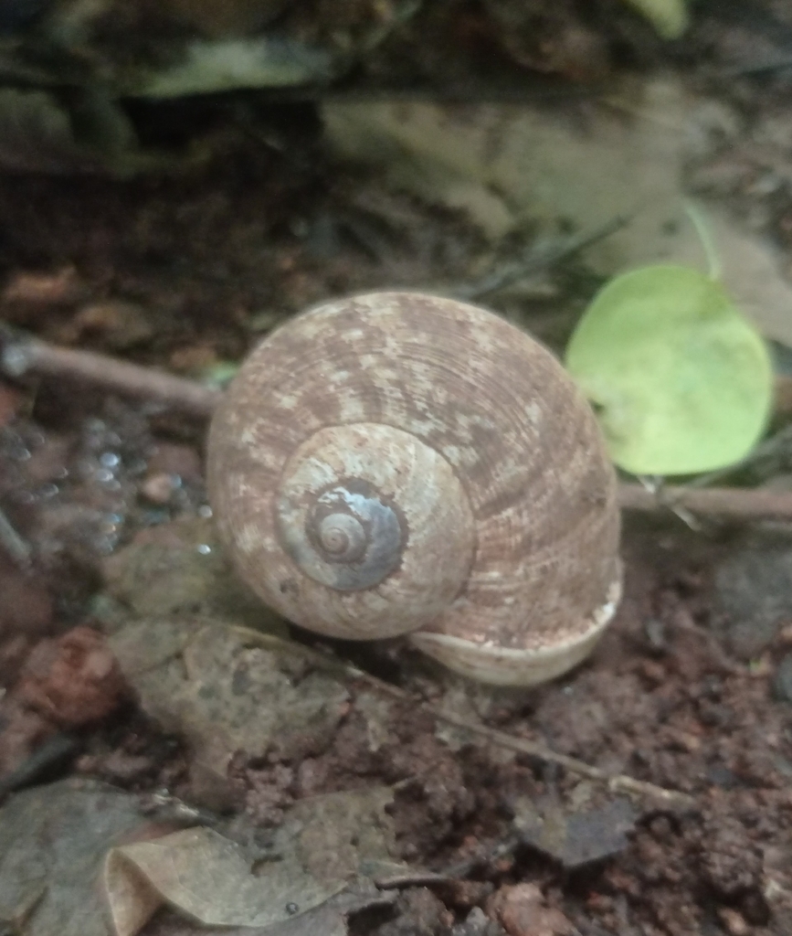 Cyclophorus polynema