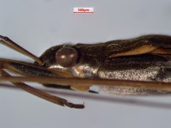 Gerris insperatus
