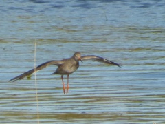 Tringa totanus