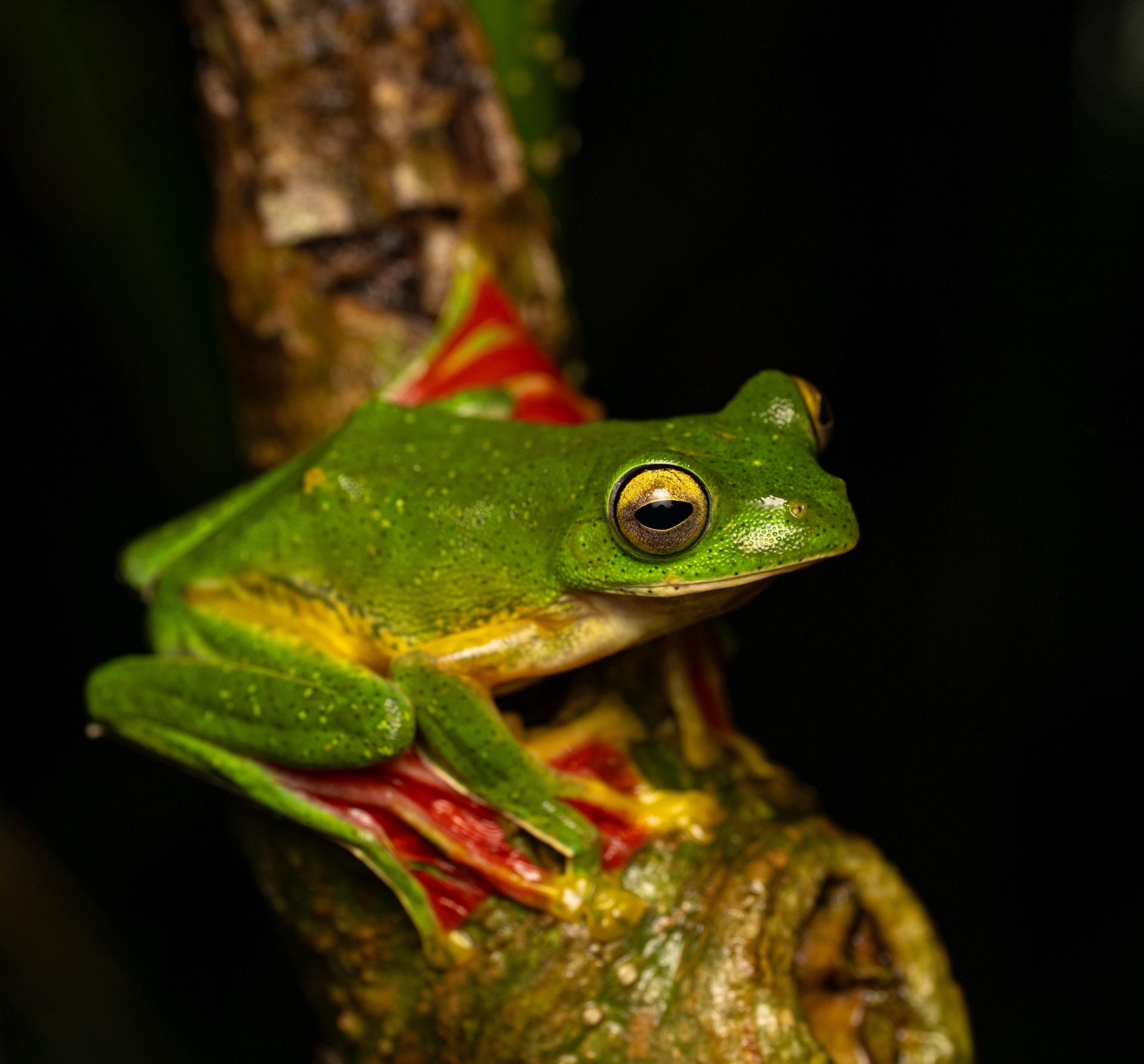 Malabar Gliding Tree Frog
