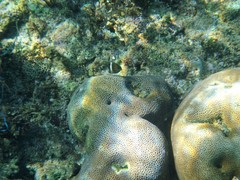 Plectroglyphidodon leucozona