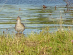 Tringa totanus