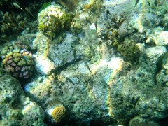 Siganus spinus