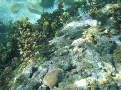 Siganus spinus