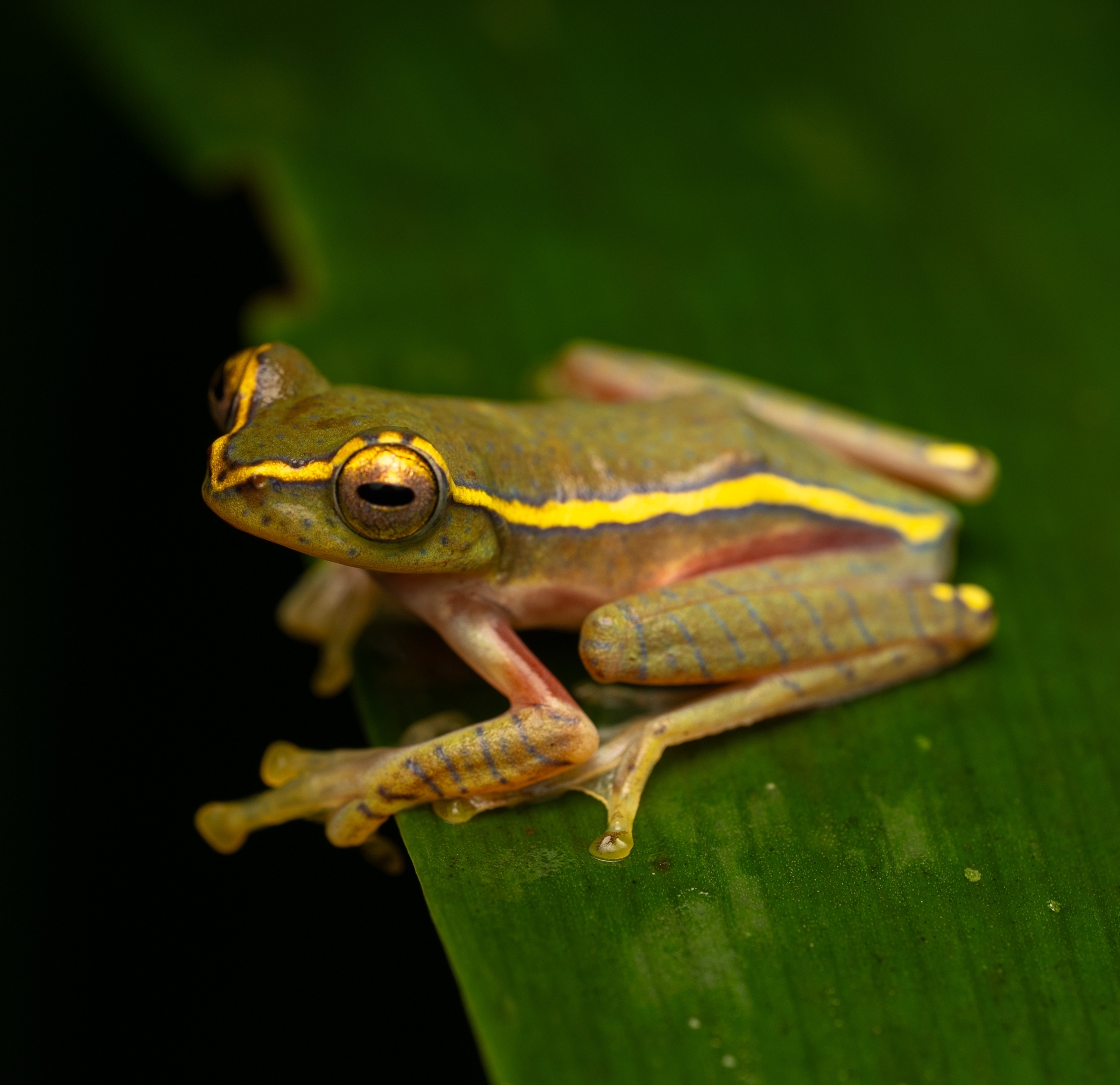Double Banded Small Tree Frog