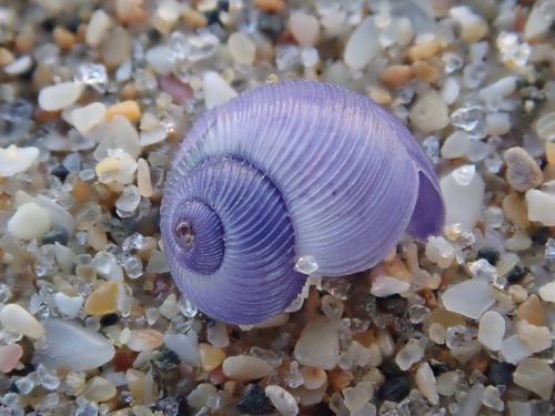 photo of Dwarf Violet Snail (Janthina exigua)