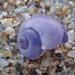 photo of Dwarf Violet Snail (Janthina exigua)