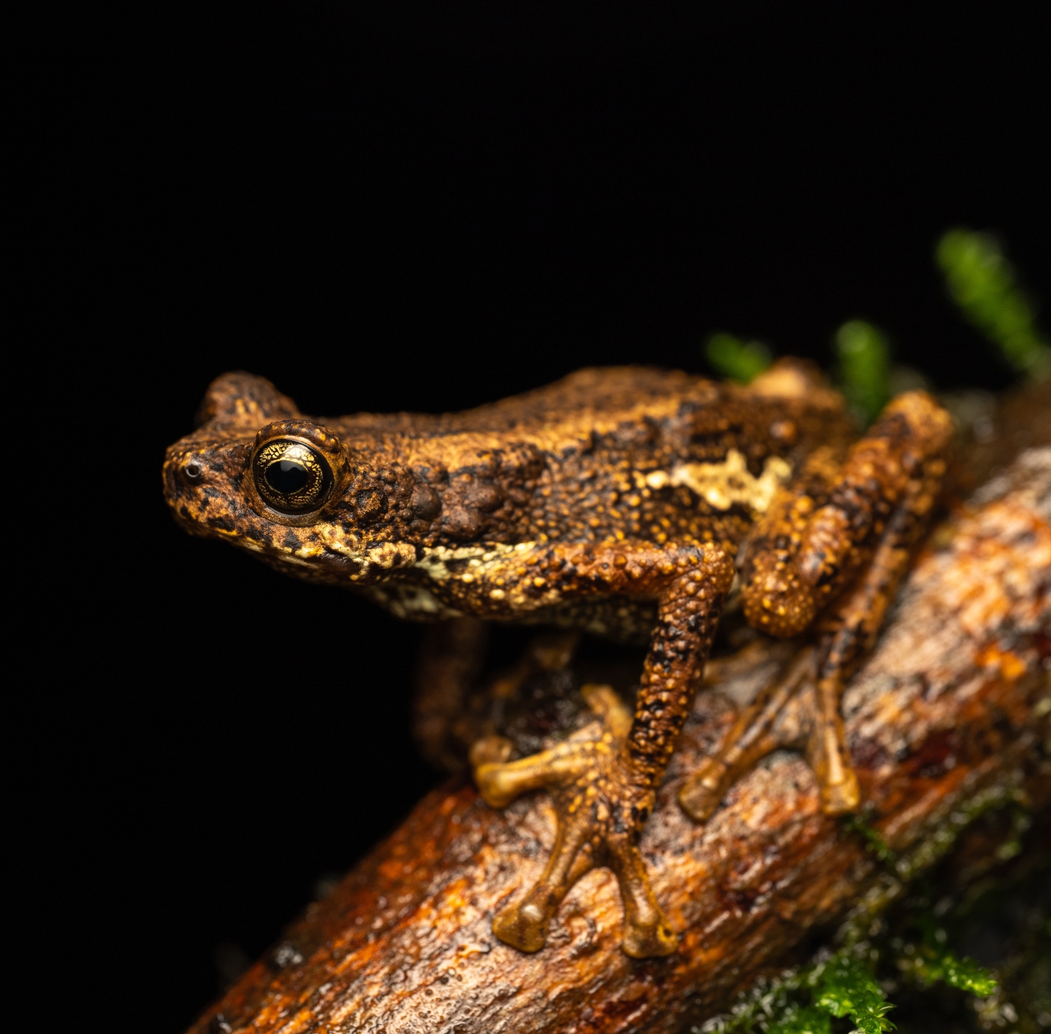 Western Ghats Tree Toad