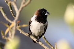 Spermestes cucullata