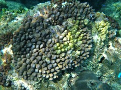 Acropora monticulosa