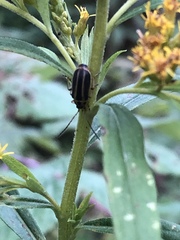 Trirhabda canadensis