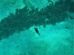 Rhinecanthus aculeatus