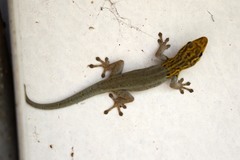 Lygodactylus picturatus