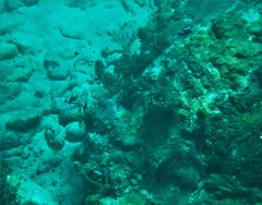 Rhinecanthus aculeatus