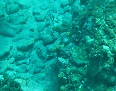 Rhinecanthus aculeatus