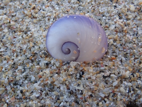 photo of Violet Sea Snail (Janthina janthina)