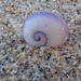 photo of Violet Sea Snail (Janthina janthina)