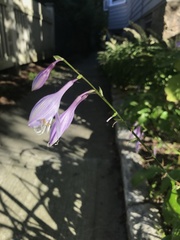 Hosta