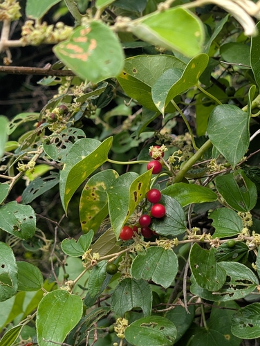 Tinospora cordifolia, photograph 3