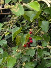 Tinospora cordifolia, photograph Ravuri Krishna Chaitanya, CC BY, iNaturalist via GBIF