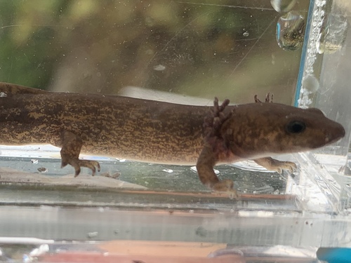 Pacific Giant Salamander