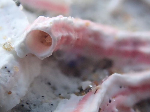 Representative image of Spirobranchus polytrema