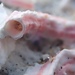 Aegean Tube Worm - Photo (c) Andrew Spurgeon, some rights reserved (CC BY-NC), uploaded by Andrew Spurgeon