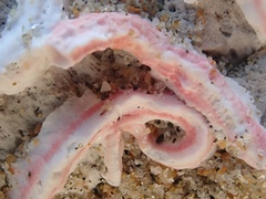 Spirobranchus polytrema