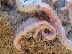 Spirobranchus polytrema