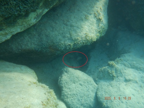 Sparisoma cretense