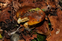 Cortinarius eufulmineus