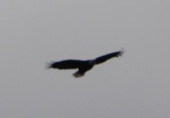 Haliaeetus leucocephalus