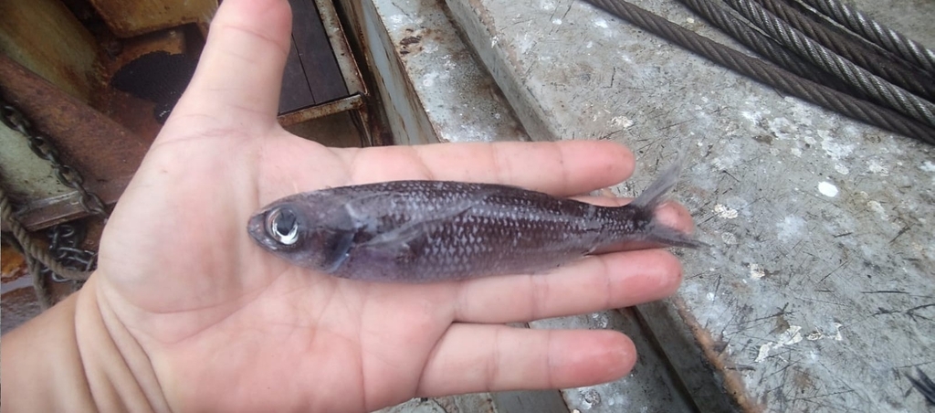 Bigeye cigarfish (Cubiceps pauciradiatus) — Nomeidae