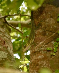Anolis luteogularis