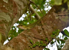 Anolis luteogularis
