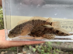 Cottus aleuticus