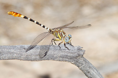 Erpetogomphus compositus
