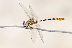 Erpetogomphus compositus